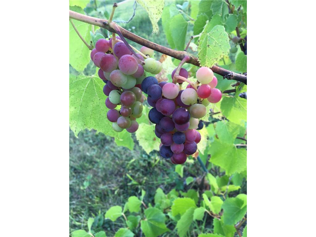 4318 E Valley Brook Road Superior WI 54880 7019045 image61