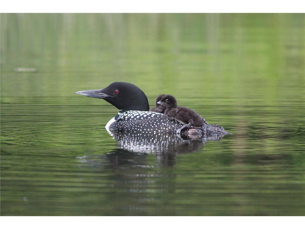 4388 Robin Lane NW Hackensack MN 56452 - Stony Lake 7016267 image104