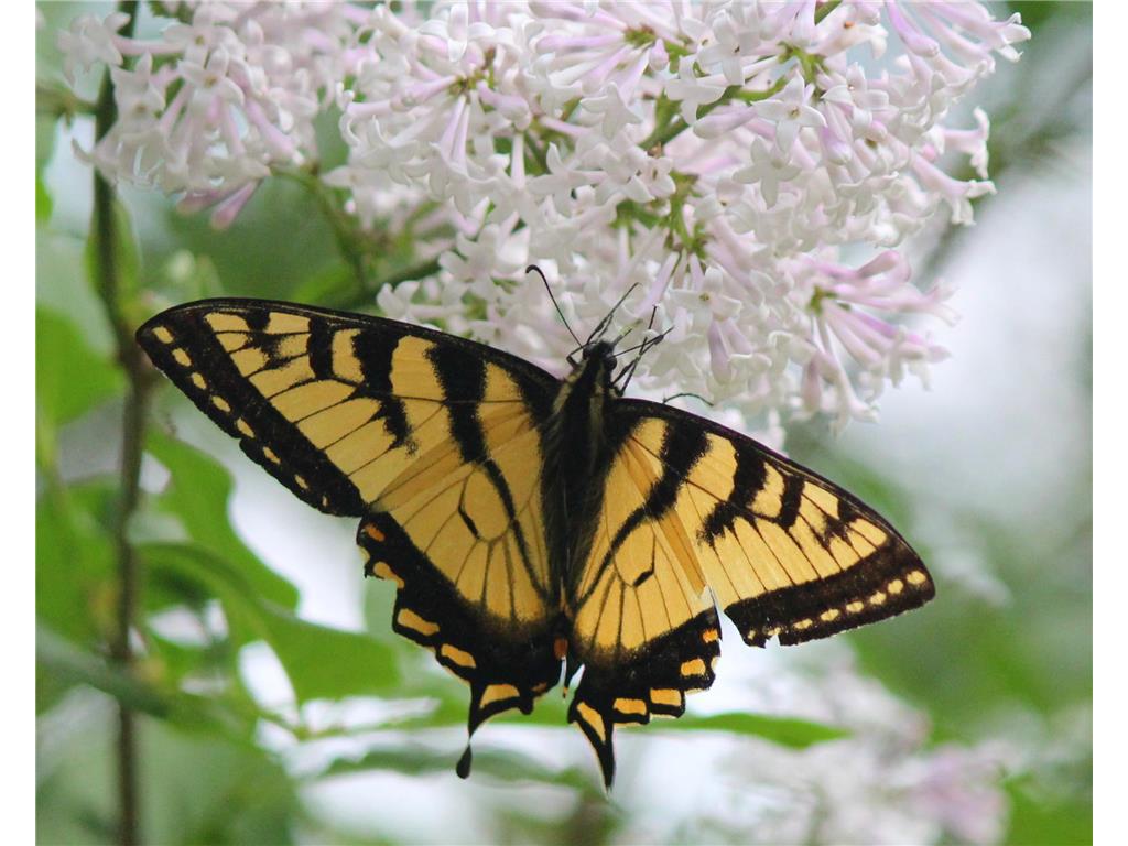 4388 Robin Lane NW Hackensack MN 56452 - Stony Lake 7016267 image105