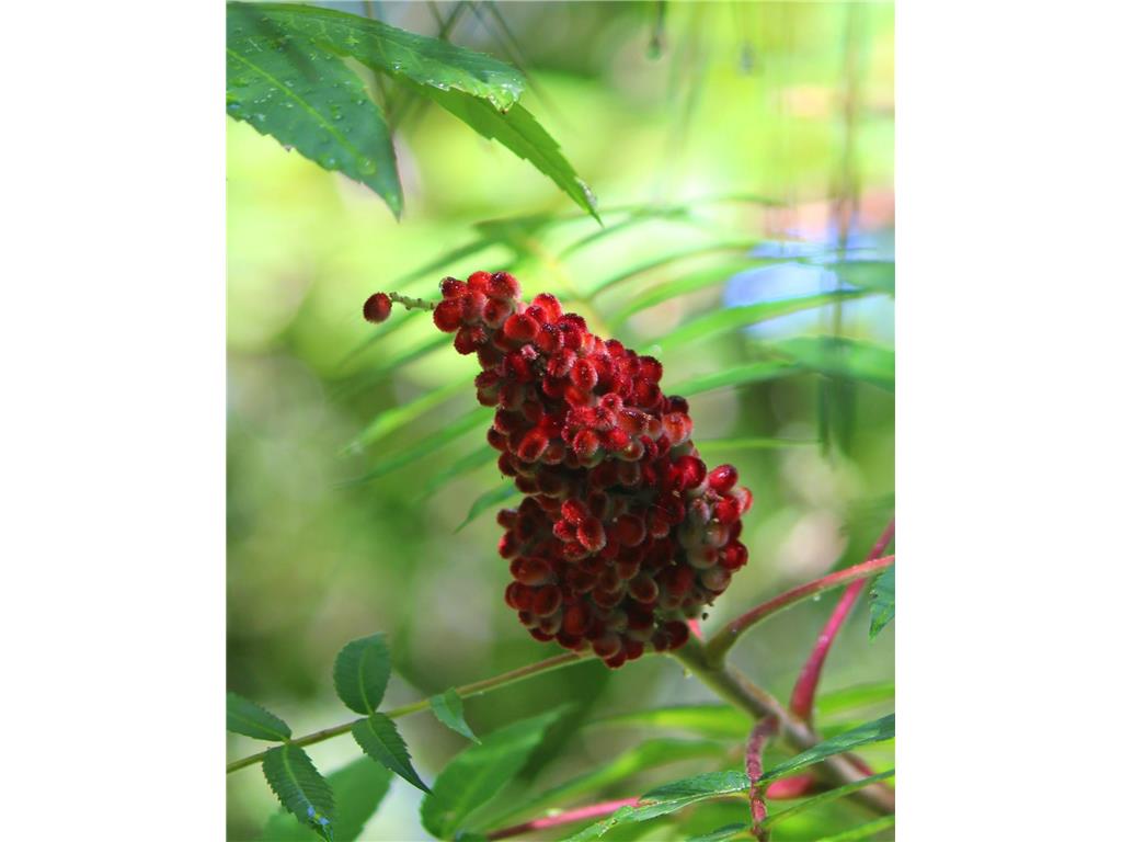 4388 Robin Lane NW Hackensack MN 56452 - Stony Lake 7016267 image106