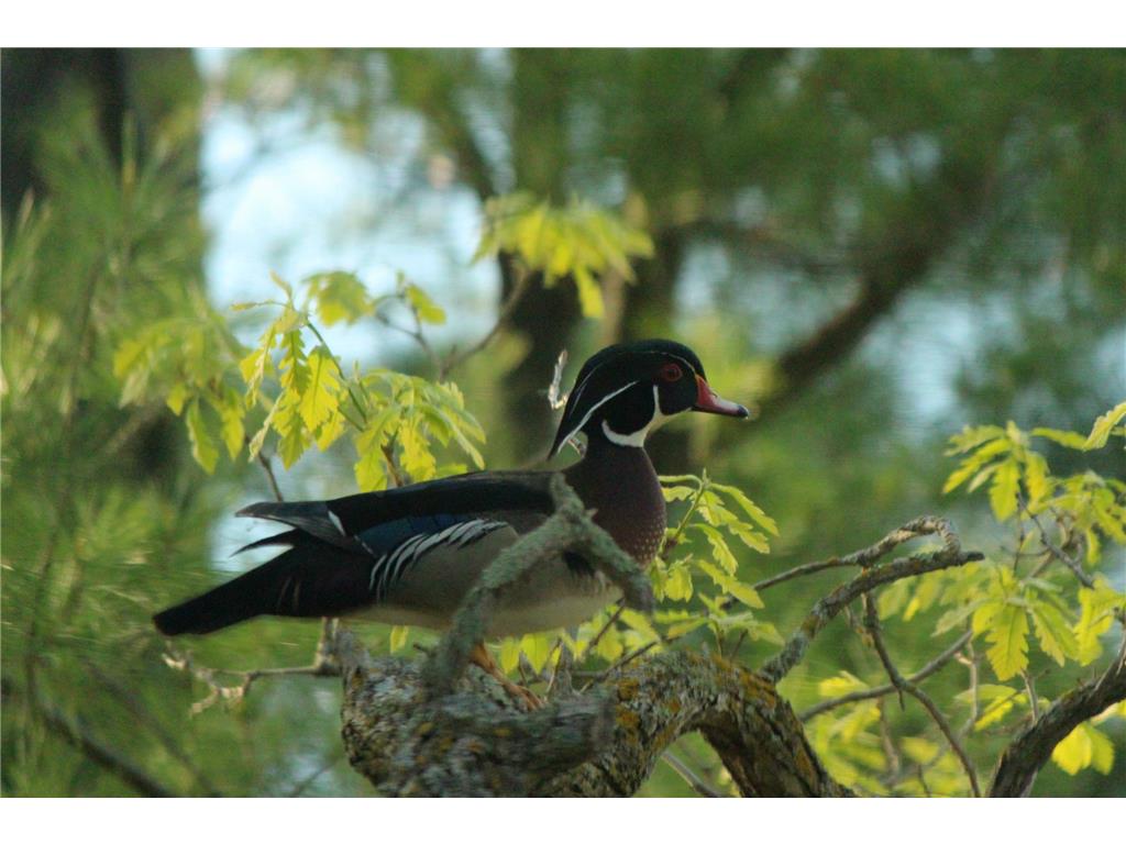 4388 Robin Lane NW Hackensack MN 56452 - Stony Lake 7016267 image107