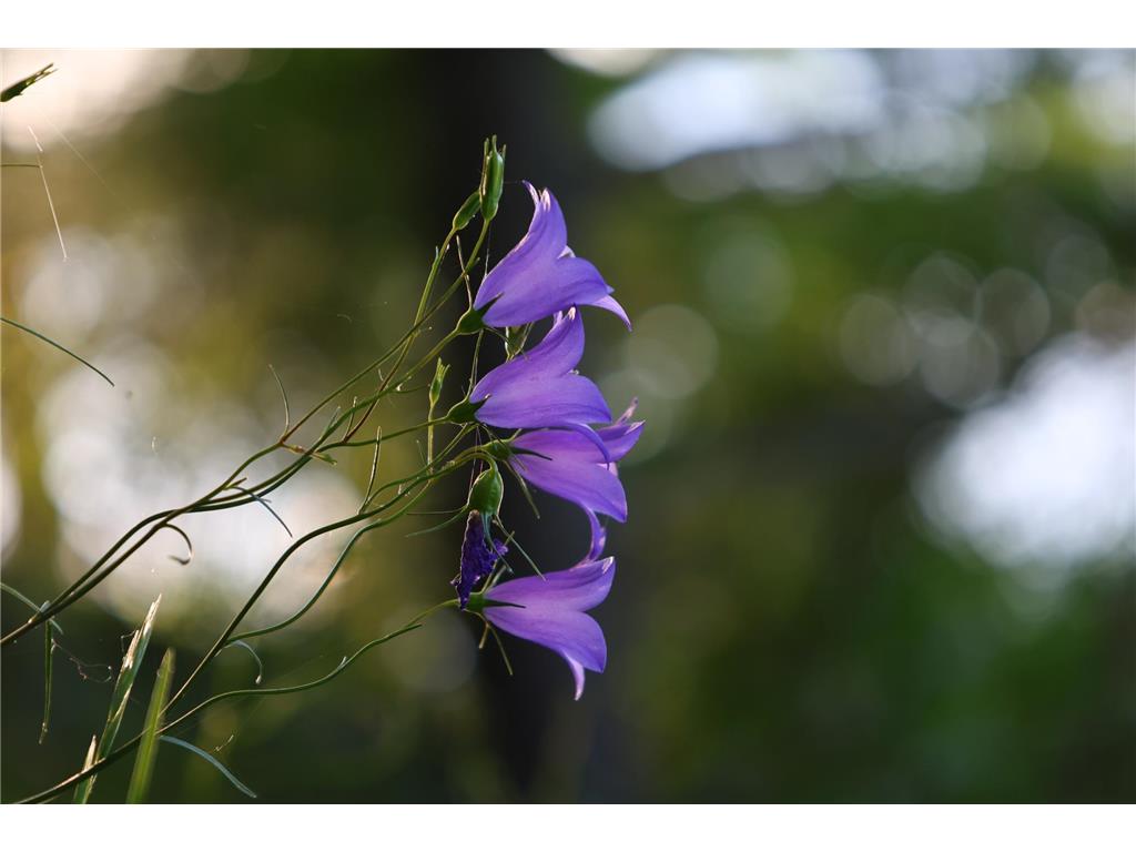 4388 Robin Lane NW Hackensack MN 56452 - Stony Lake 7016267 image108