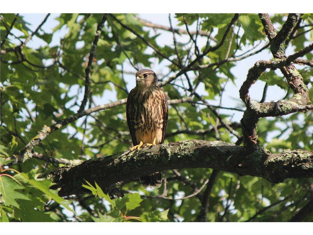 4388 Robin Lane NW Hackensack MN 56452 - Stony Lake 7016267 image109