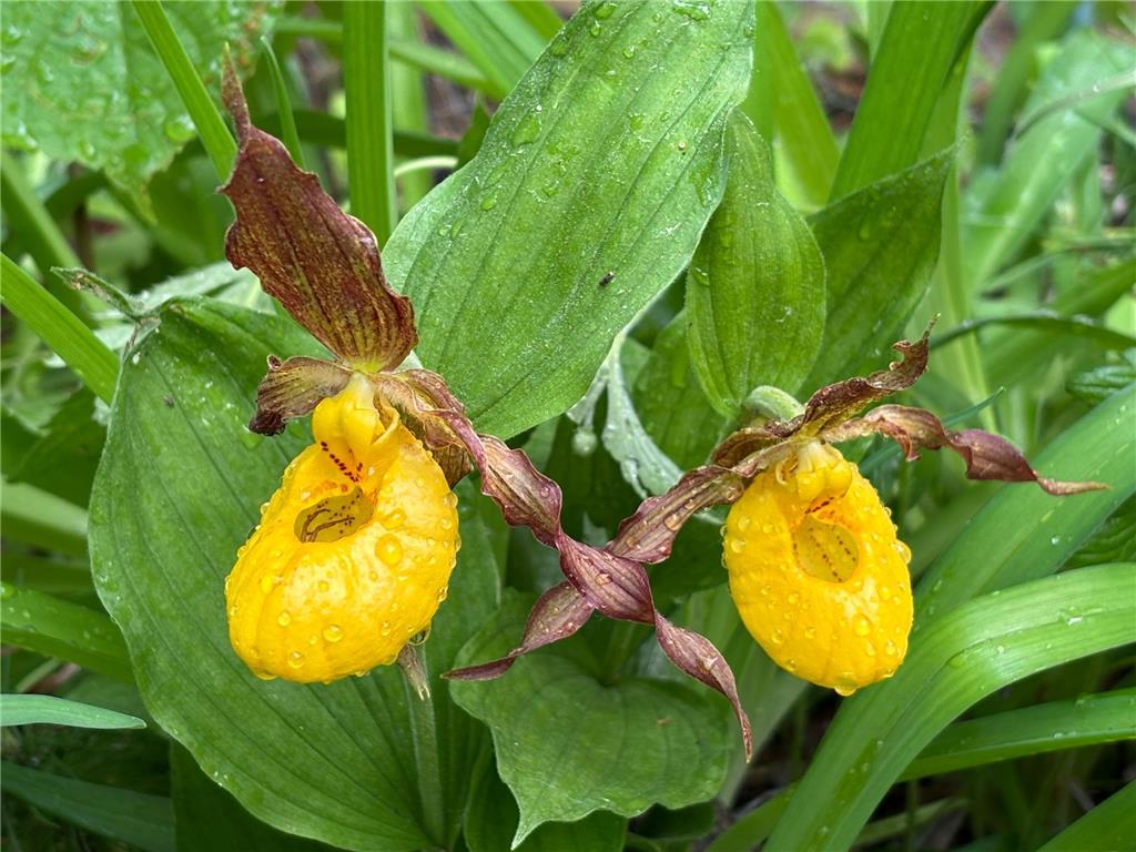 4388 Robin Lane NW Hackensack MN 56452 - Stony Lake 7016267 image110