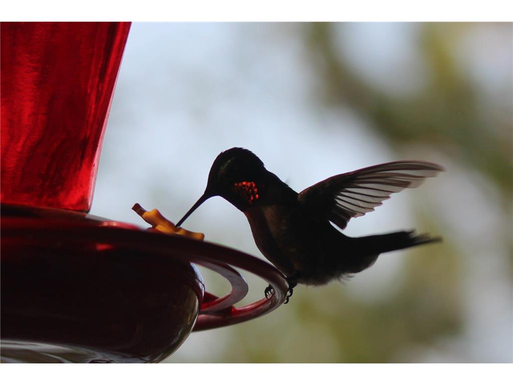 4388 Robin Lane NW Hackensack MN 56452 - Stony Lake 7016267 image111