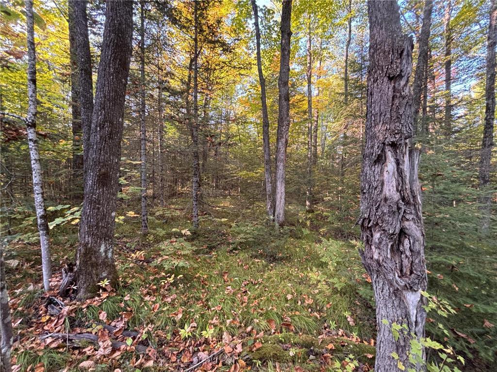 445XX Club Lake Road Grand View WI 54821 6786739 image1