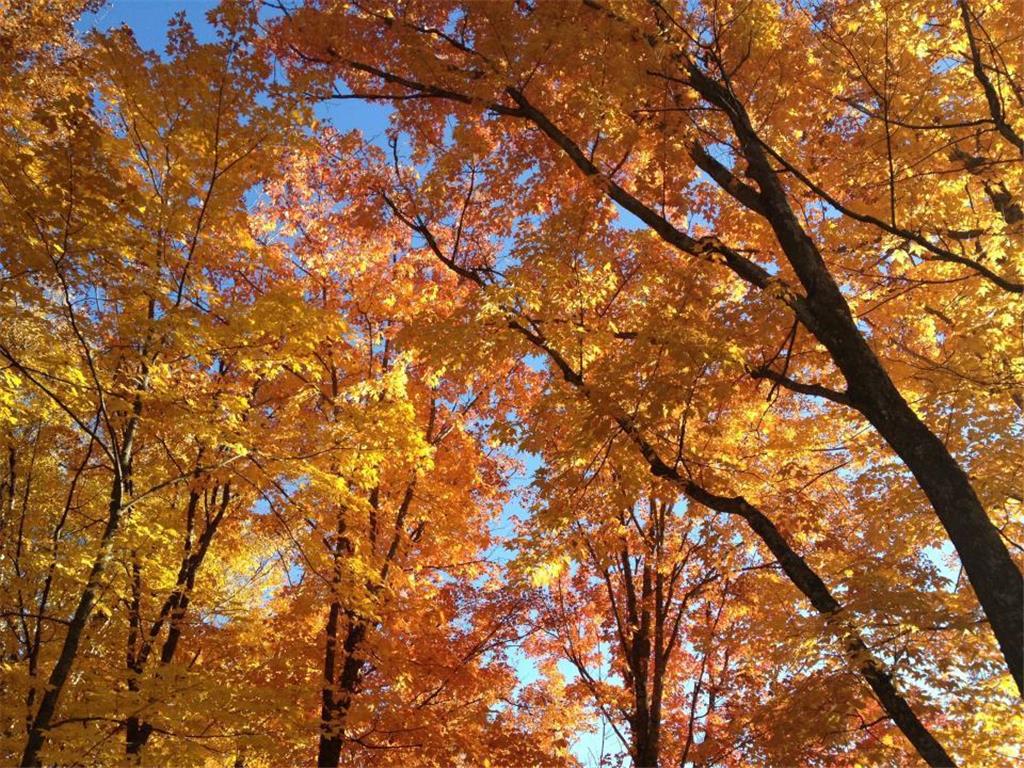 446 Stewart Lake Road Two Harbors Unorg. Terr. MN 55616 - Stewart 6616268 image2