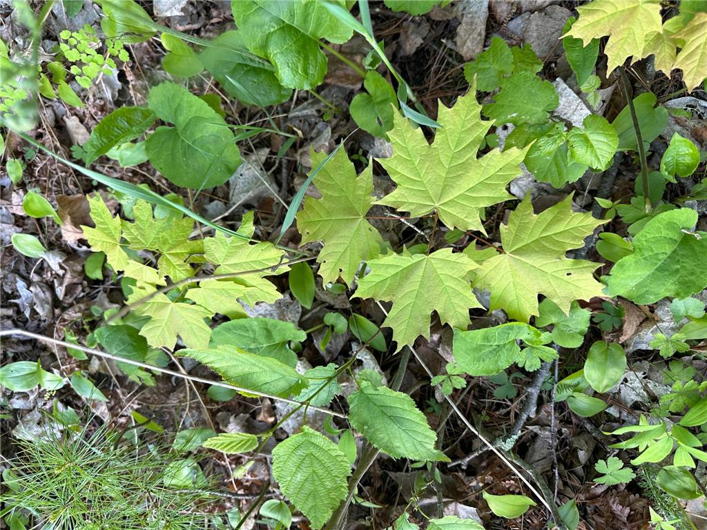 44698 Idas Road Shell Lake Twp MN 56570 - Shell 6726537 image10