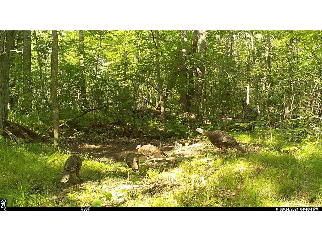 45527/45609 Fox Road Hinckley Twp MN 55037 7068212 image3