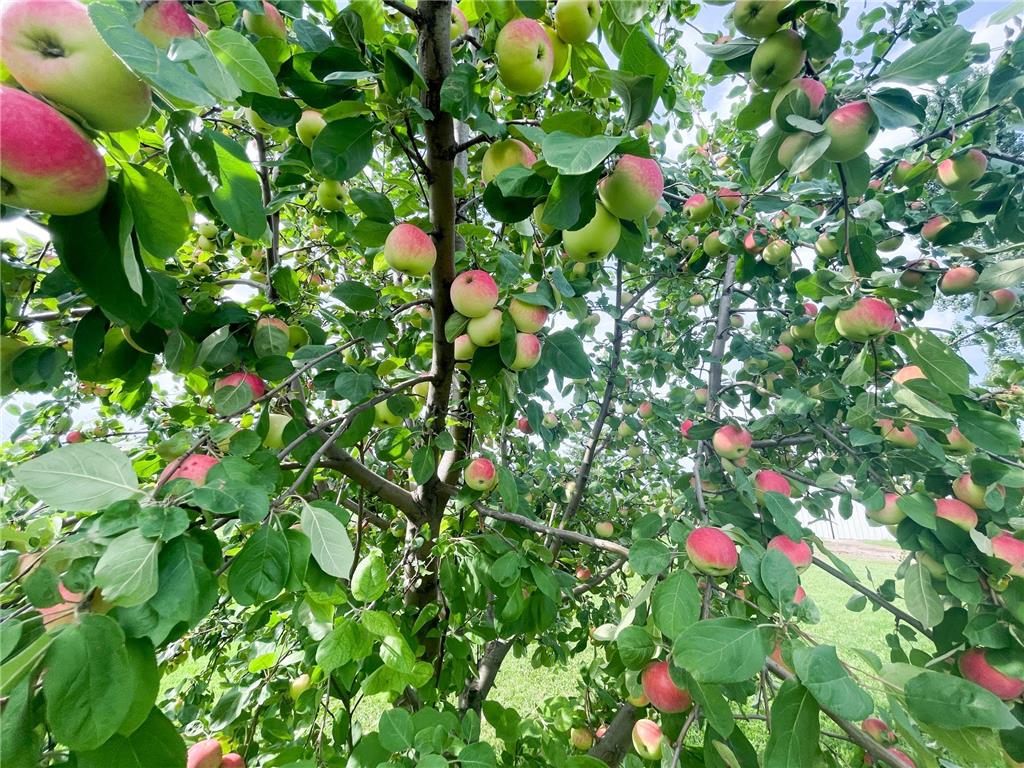 49404 109th Avenue Pine Lake Twp MN 56644 6775466 image64