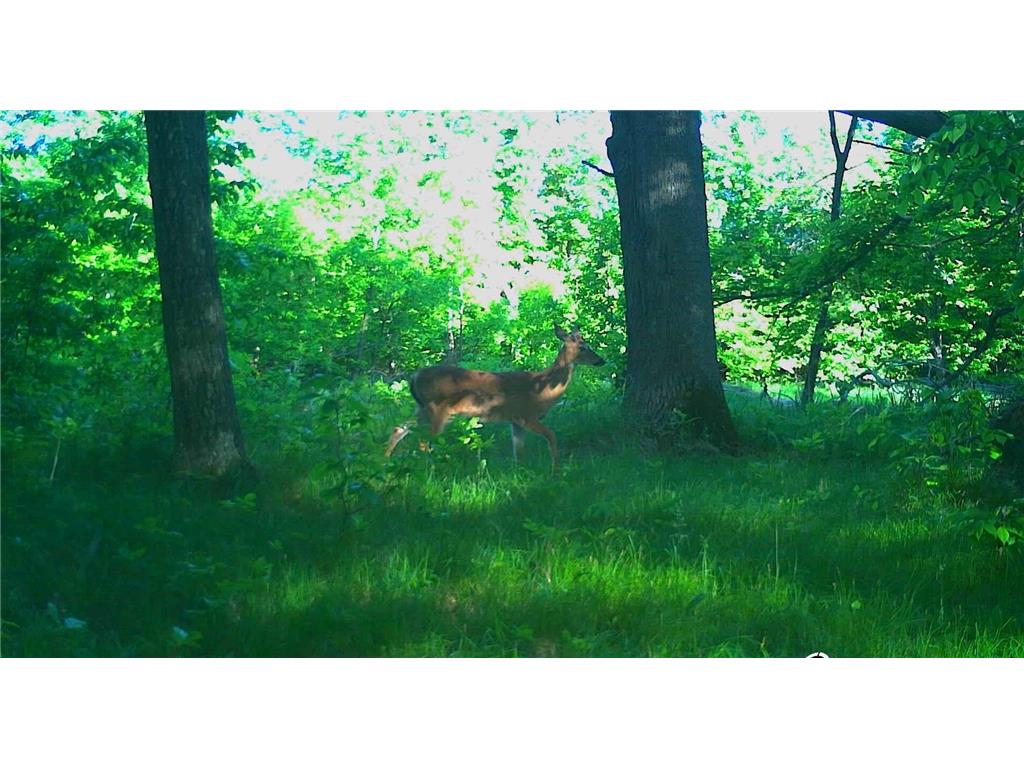 4XXXX E Lake Lizzie Rd Lida Twp MN 56572 - Franklin Lake 6555544 image5