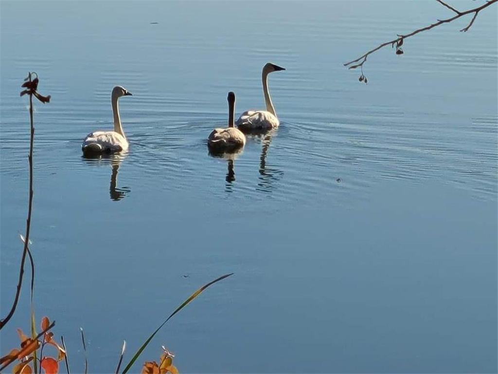 51097 E Wymer Lake Road Frazee MN 56544 - Wimer 7065937 image95