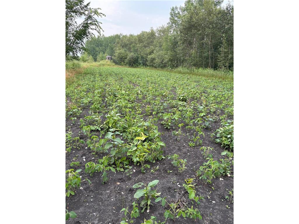 51339 350th Street Salol MN 56756 7041907 image30