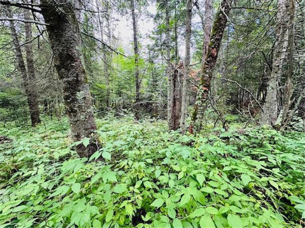 51801 Townhall Road Squaw Lake MN 56681 6575787 image4