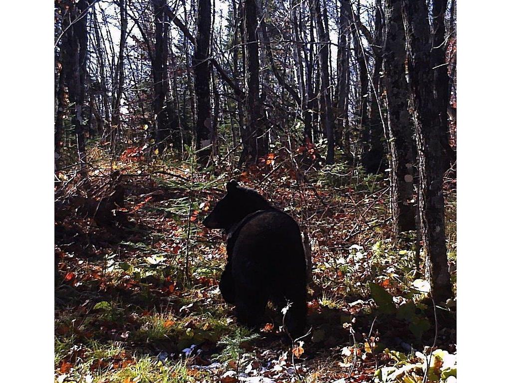 5241 Hut Two Road Crystal Bay Twp MN 55603 6686315 image19