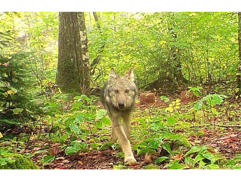 5241 Hut Two Road Crystal Bay Twp MN 55603 6686315 image21