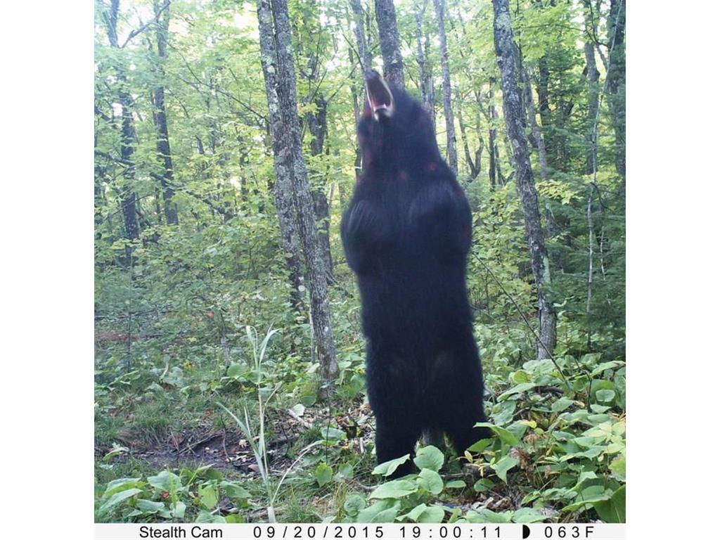 5241 Hut Two Road Crystal Bay Twp MN 55603 6686315 image23