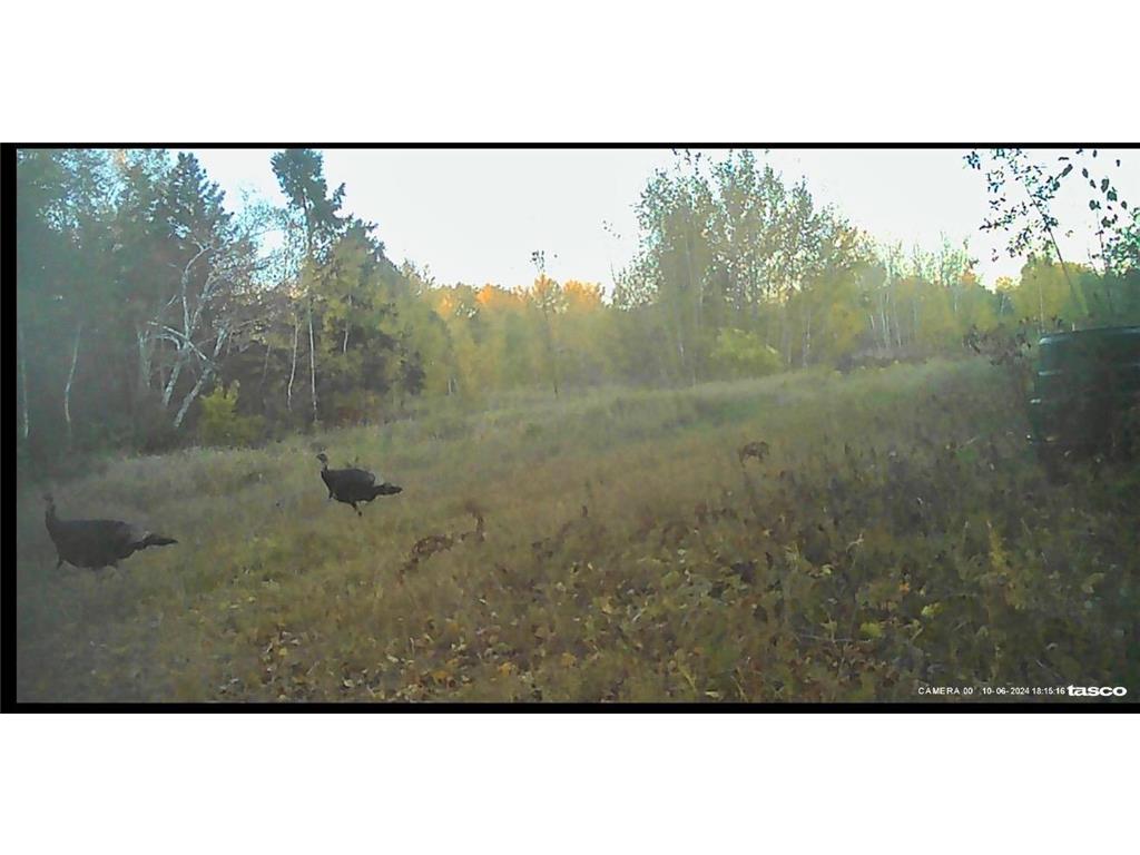 54003 Dollar Lake Road Wilma Twp MN 55072 7085590 image34