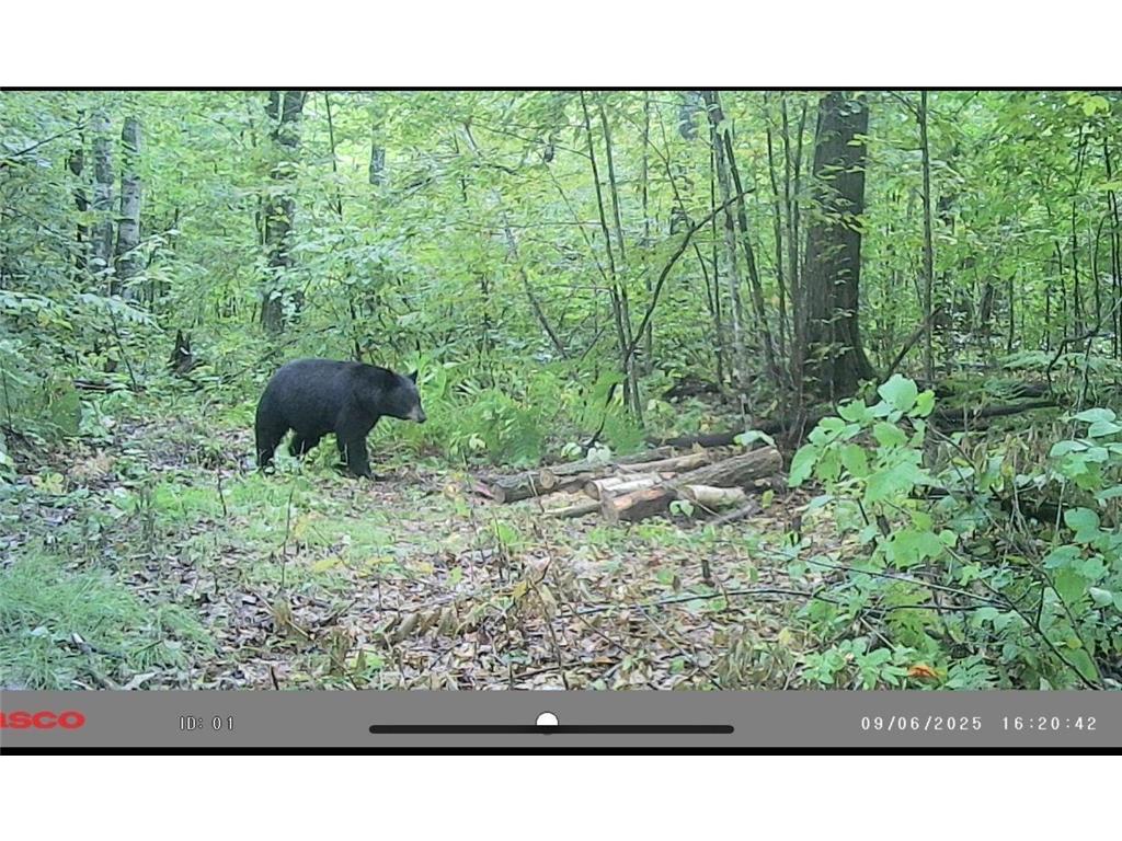 54003 Dollar Lake Road Wilma Twp MN 55072 7085590 image37