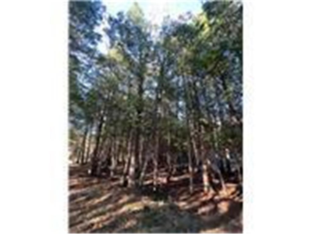 56161 Whitefish Trail Max Twp MN 56659 - Whitefish 7082491 image30