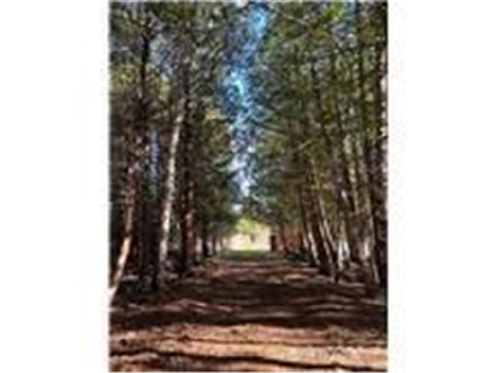 56161 Whitefish Trail Max Twp MN 56659 - Whitefish 7082491 image31