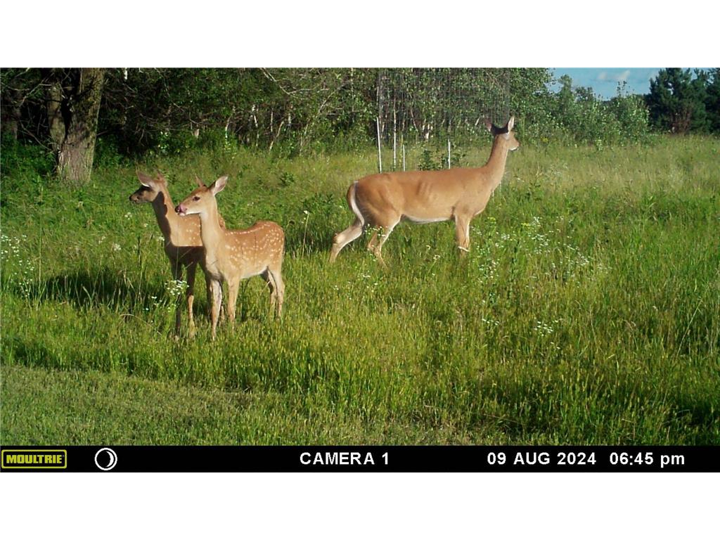 58988 County Highway 50 Compton Twp MN 56527 7014428 image17