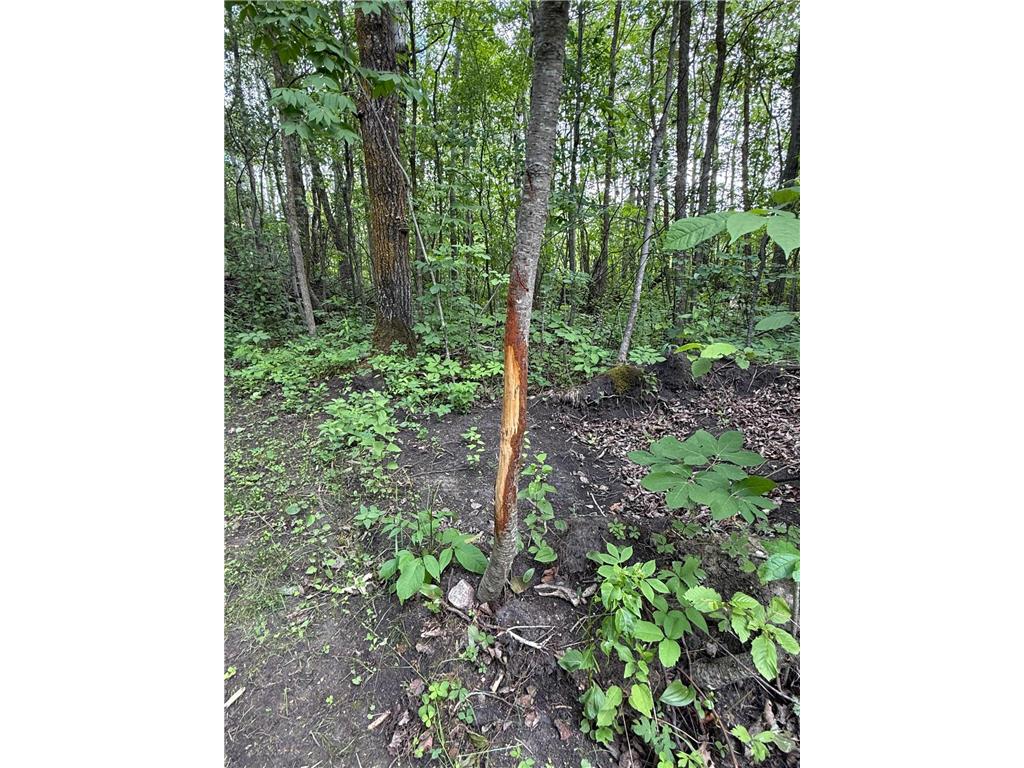 59256 340th Street Moranville Twp MN 56763 - Warroad River - West Branch 7103885 image29