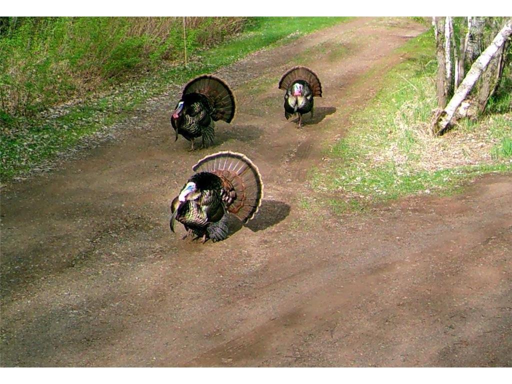 60047 Finlayson Road Pine Lake Twp MN 55735 - Miller 7020498 image46