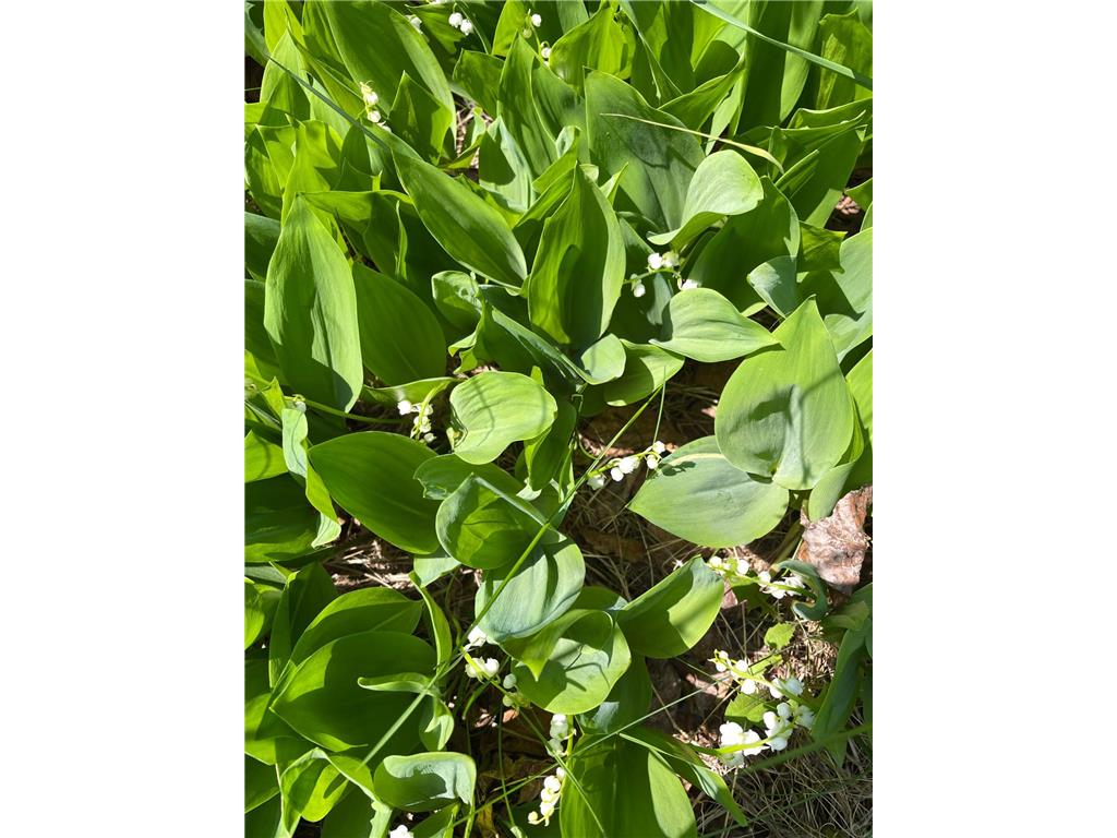  Silver Bay MN 55614 - Baptism River 6741187 image44