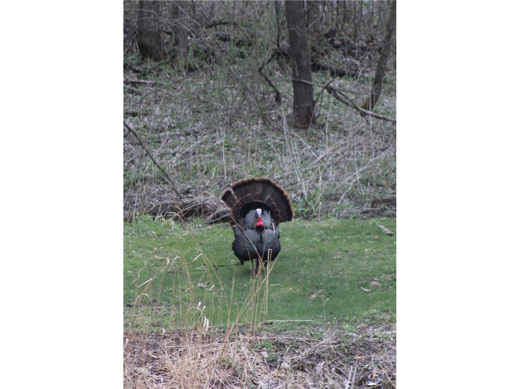 63627 170th Avenue Greenfield Twp MN 55945 - Gorman Creek 7024317 image57