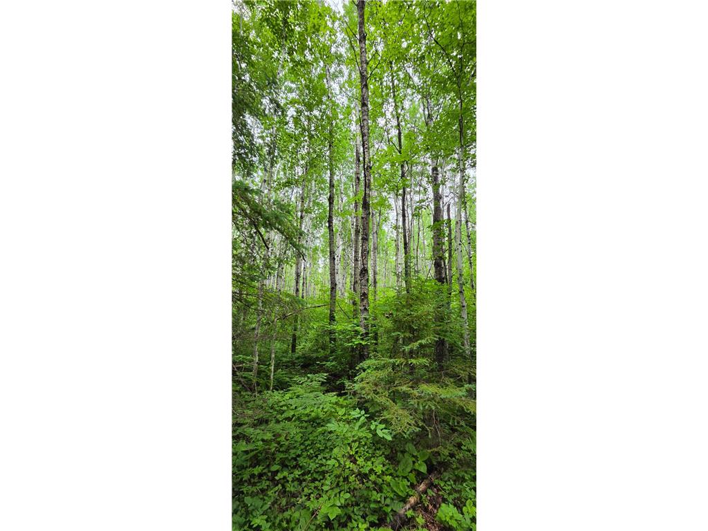 64636 County Road 235 Effie MN 56639 7098569 image19