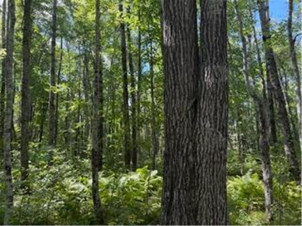 64838 Kingsdale Road New Dosey Twp MN 55072 7047050 image14