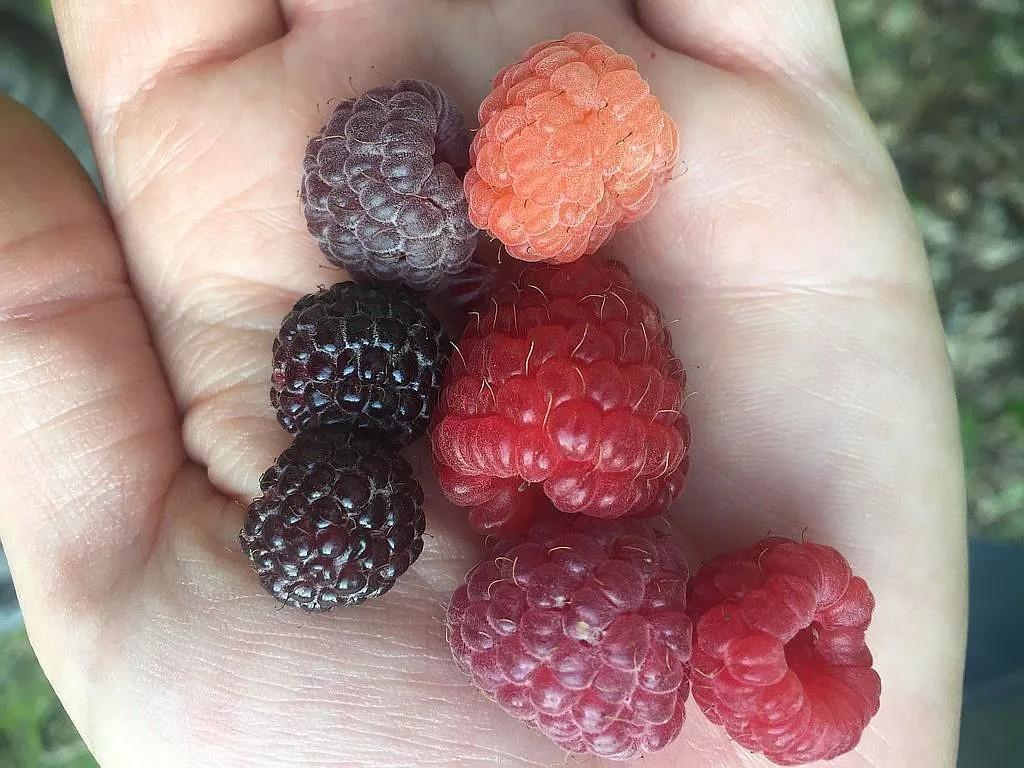 66605 Norway Spruce Road Pine Lake Twp MN 55735 6660072 image31