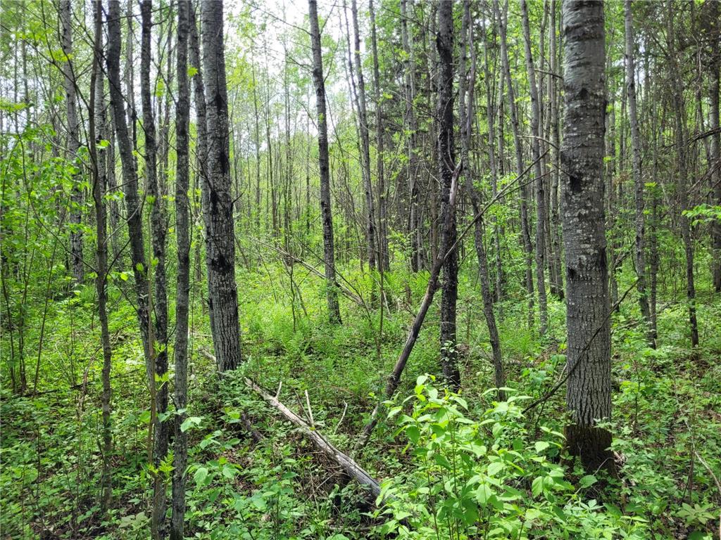 68232 County Road 547 Cook MN 55723 7086691 image12
