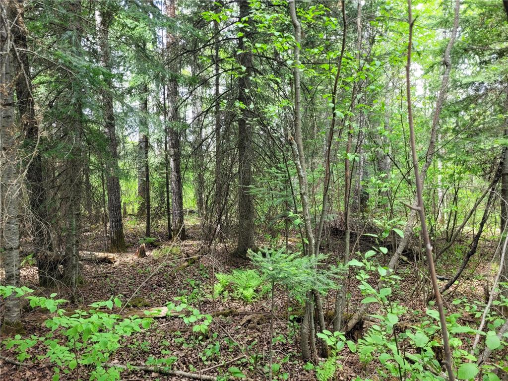 68232 County Road 547 Cook MN 55723 7086691 image4