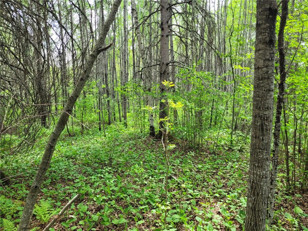 68232 County Road 547 Cook MN 55723 7086691 image5