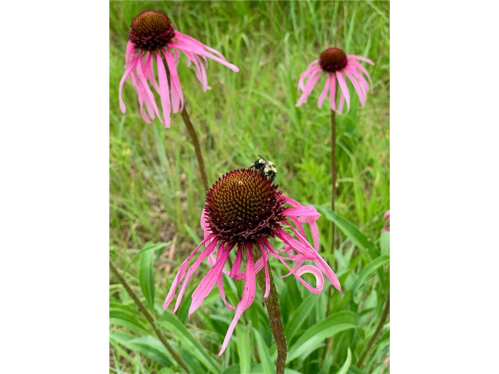 6848 Omar Avenue Court S Denmark Twp MN 55033 7019059 image73