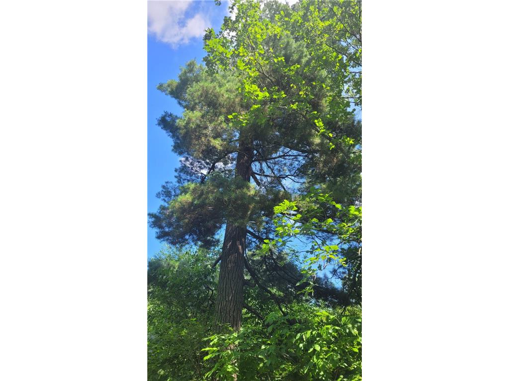 6920 County Road 8 NE Longville MN 56655 - Town Line 6754895 image10