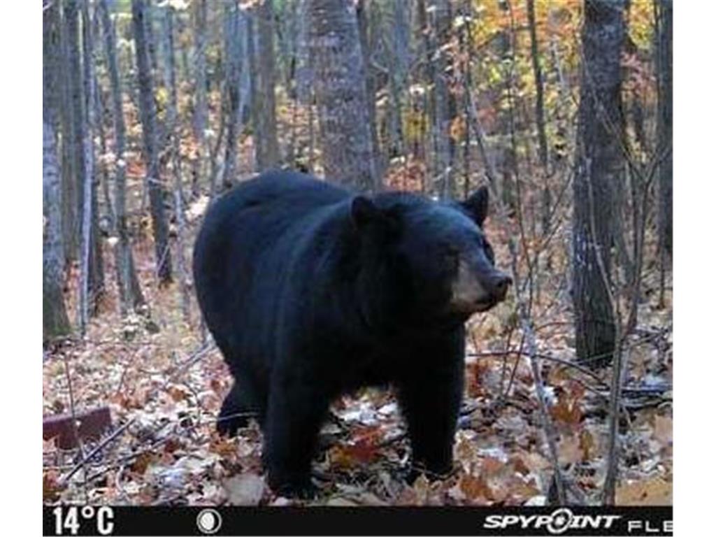 6920 County Road 8 NE Longville MN 56655 - Town Line 6754895 image21