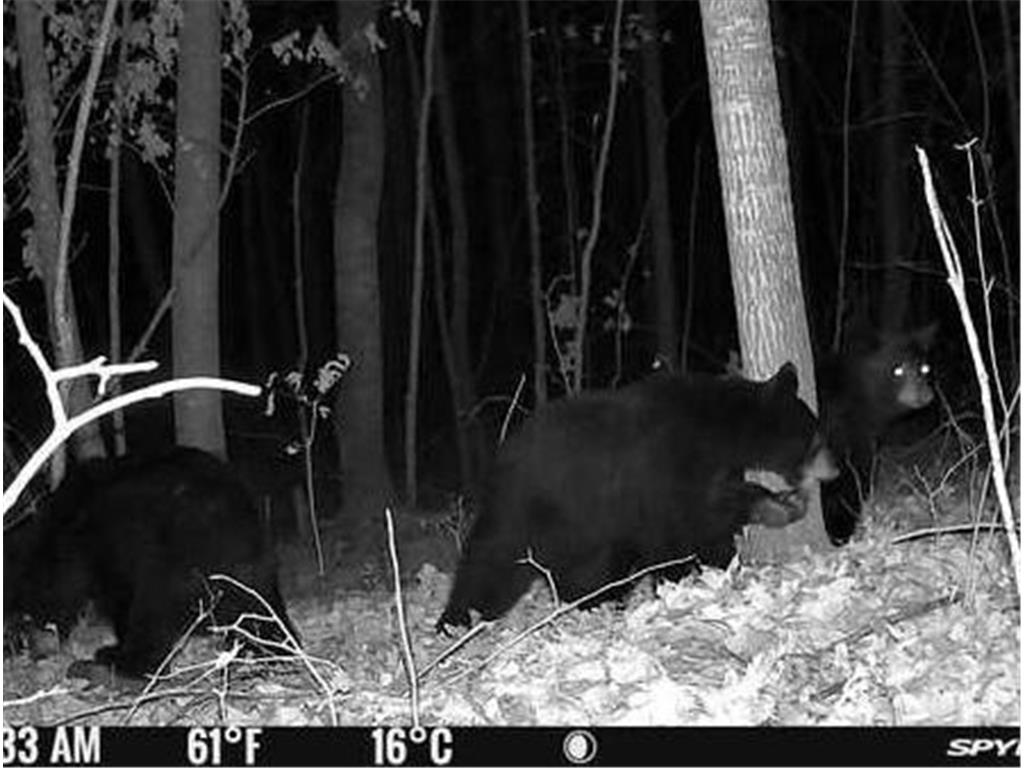 6920 County Road 8 NE Longville MN 56655 - Town Line 6754895 image22