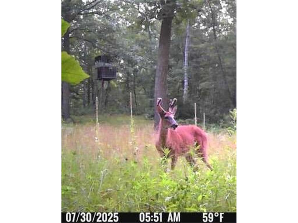 6920 County Road 8 NE Longville MN 56655 - Town Line 6754895 image23