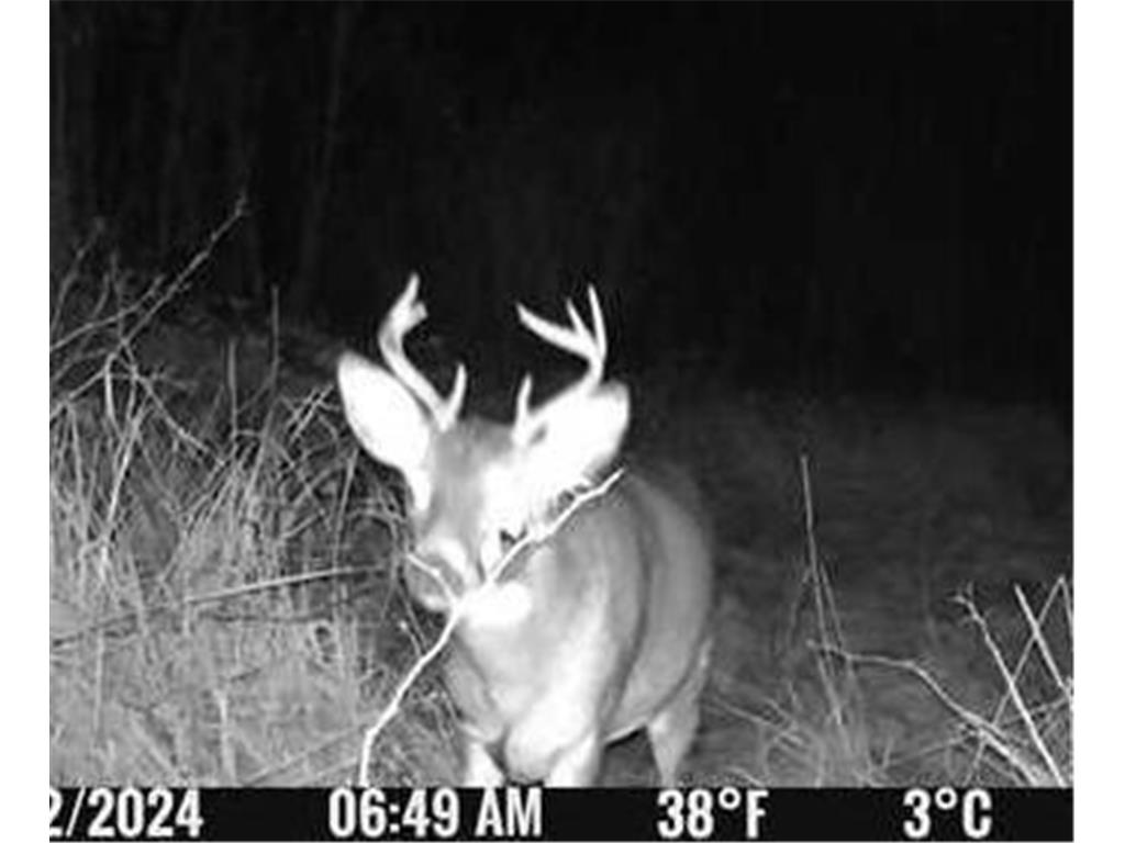 6920 County Road 8 NE Longville MN 56655 - Town Line 6754895 image27