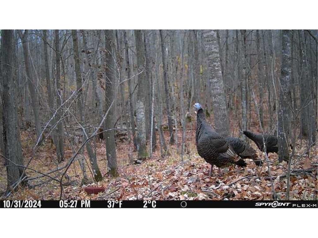 6920 County Road 8 NE Longville MN 56655 - Town Line 6754895 image28