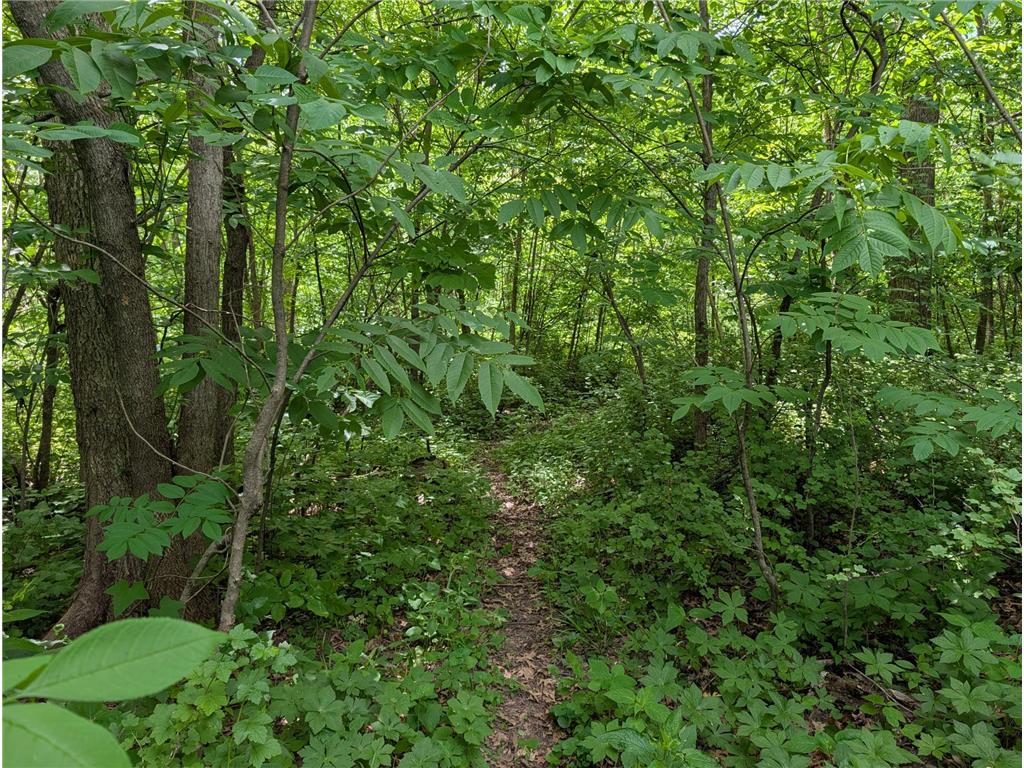 69xx County Road 19 Pleasant Grove Twp MN 55904 - Root River - North Branch 7084399 image10