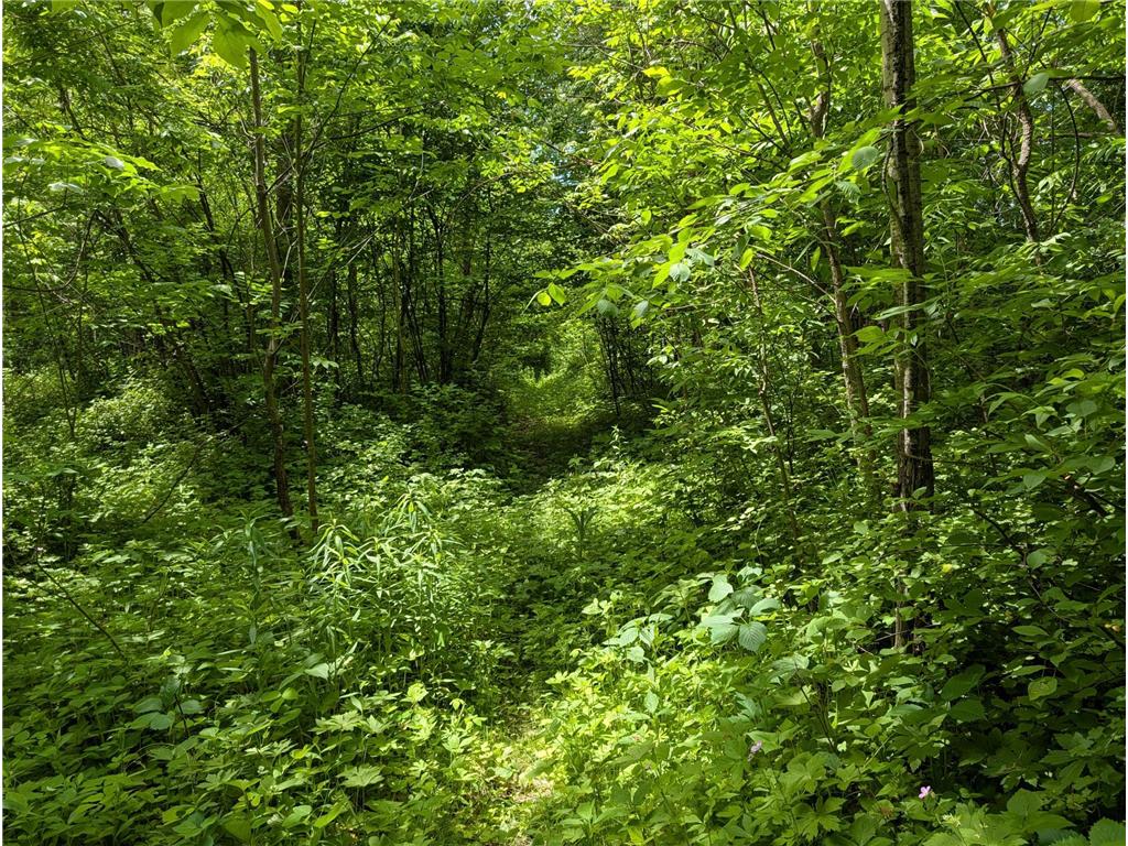 69xx County Road 19 Pleasant Grove Twp MN 55904 - Root River - North Branch 7084399 image11