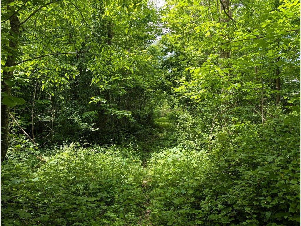 69xx County Road 19 Pleasant Grove Twp MN 55904 - Root River - North Branch 7084399 image12