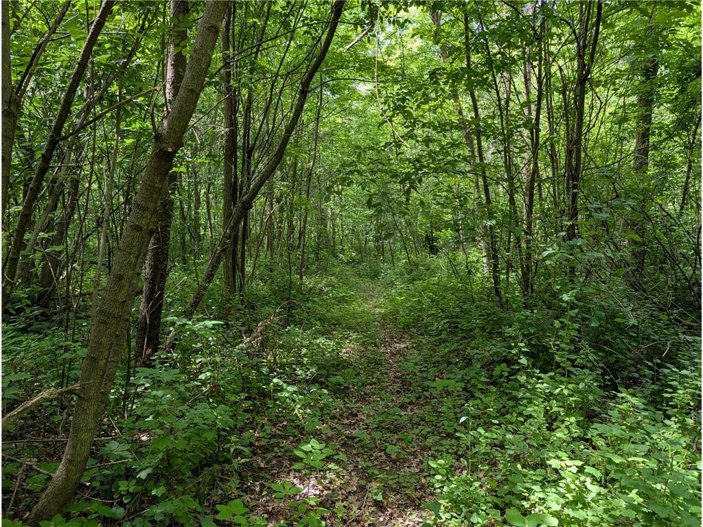 69xx County Road 19 Pleasant Grove Twp MN 55904 - Root River - North Branch 7084399 image13