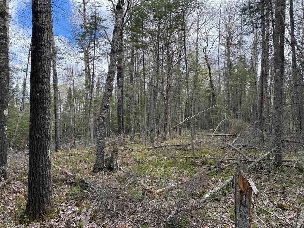 7355 Melrude Rd. W Cotton MN 55724 7079418 image58