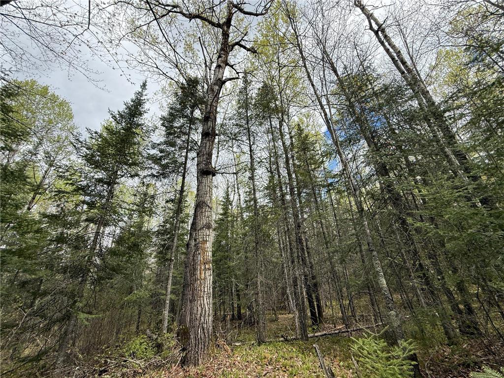 7355 Melrude Rd. W Cotton MN 55724 7079418 image62