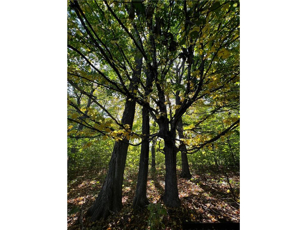 7495 Fern Court Greenfield MN 55357 7000757 image5